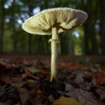 DSCF5125